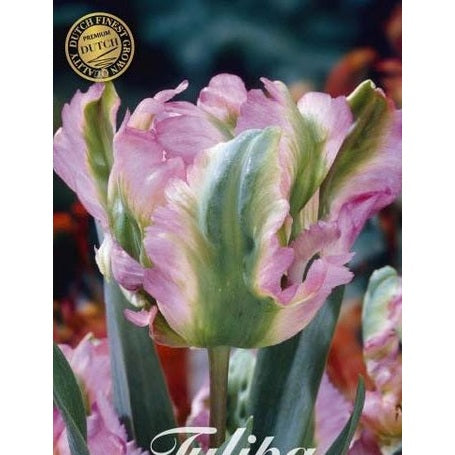 Tulpan Green Wave (premium) 7-pack